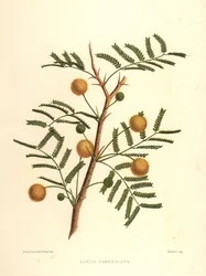 Süße Akazie oder Nadelbusch, Acacia farnesiana